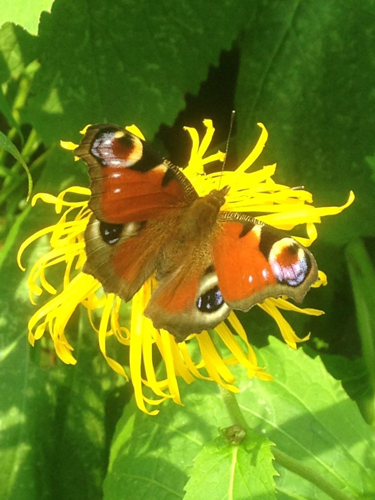 Gärtnern im Klimawandel- Schmetterlinge